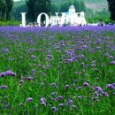 보랏빛민박 이미지