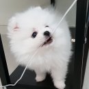 레븐제이
