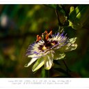 블루스카이 이미지