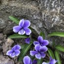 엘가치과의원 이미지