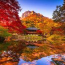 주차까지 무료인데 이 풍경을 놓친다고요?&#34; 천년 고찰 물들이는 붉은 단풍 절경 이미지