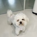 그루밍츄 네이버블로그