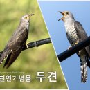 두견 이미지