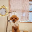 공언니펫살롱 네이버블로그