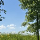 악양뚝방오리 이미지