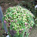 동희농원 이미지