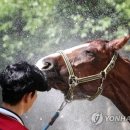 중원대학교 공공승마장 이미지