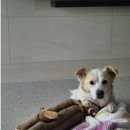 새솔동물병원 이미지