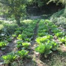 상현2농장 이미지