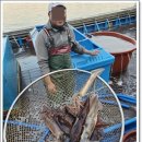 새벽에 활어로 들어온 싱싱한 활오징어 정말 꿀맛이네요 인영농수산 후기