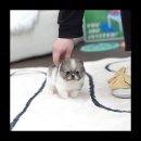 유앤미펫 강아지분양 고양이분양 위례점 이미지