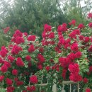 영남카클리닉 이미지