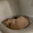 눈물난닭발&오돌뼈 이미지