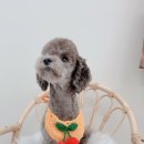 늘 사랑스럽개 이미지