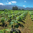 오동슈퍼 이미지