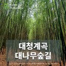 장유가볼만한곳, 대청계곡 대나무숲길 걷기