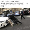효견 이미지