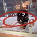 펫블리강아지&미라클고양이 이미지