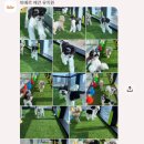 어울림유치원 | [바베르] 검단신도시 애견유치원 · 호텔 | 소형견 전문 · 데이케어 솔직 후기