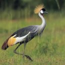【회색왕관크레인 [Grey crowned crane]】 「뒷머리에 길게 뻗은 댕기 깃털과 옆구리의 뚜렷한 검은색 비늘 무늬」 이미지