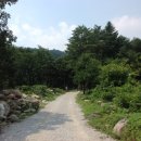 소나무캠핑 이미지