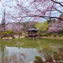 보문정 | 경주 보문단지 벚꽃 명소 보문정 벚꽃 후기