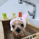 복실애견 이미지