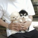 아담스펫 강아지분양 고양이분양 인천본점 이미지