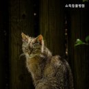 쇼독동물병원 이미지