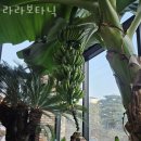 능원2리 | 용인대형카페 라라보타닉 아이랑 가볼만한곳