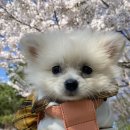 꼬미네 펫샬롱 애견미용 | 대구펫샬롱 대구강아지애견미용실 호텔