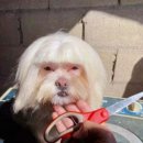 댕댕이미용 이미지