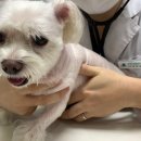 더케이 동물병원 이미지