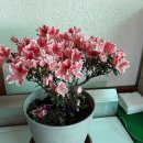 아젤리아 이미지