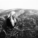 천과나무 이미지