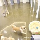 펫스타일 이미지