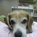 태산동물병원 이미지