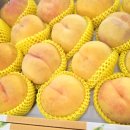 대풍원예 이미지