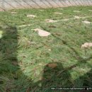 솔잎아래 이미지