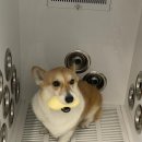 그루밍무무 이미지