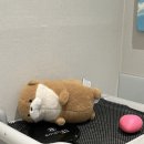 샘플란트치과의원 이미지