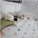 오키독키 | 이천반려견미용 우리 아이만의 특별한 공간, 오키독키 감동 후기