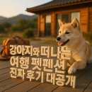 시소 펫 | 강아지와 떠나는 여행 펫펜션 진짜 후기 대공개