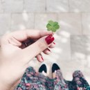 행운이네 이미지