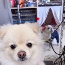 멍멍스타 이미지