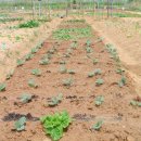 자비농장 이미지