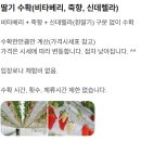 더나은딸기 | 화성 아기랑 가볼만한 곳 '더나은딸기' 추천후기