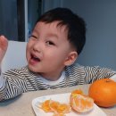 해풍농장 | 해풍 품은 천혜향 한라봉 농장 직거래 호윤이네농장 선물용 가정용 3kg 5kg 10kg(이벤트 진행해요)