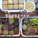 풀체라