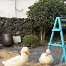 까만돌멩이 이미지